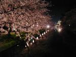 ２００６夜桜