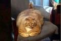 世界で一番太い猫