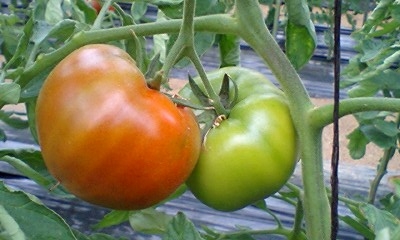 tomato002