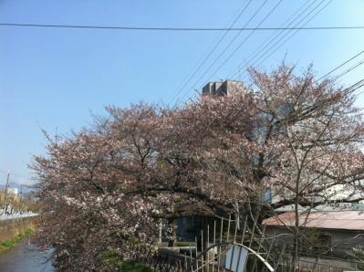 天神川　桜