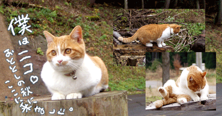 愛猫「ニコ」2004秋