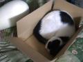 小箱猫