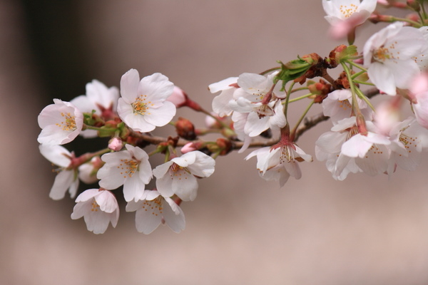 桜の花１