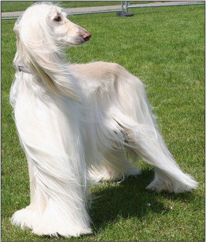 Afghan-Hound.jpg