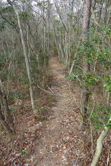 森の中の坂道