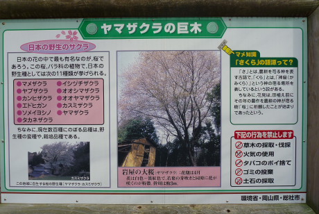 大桜の案内板