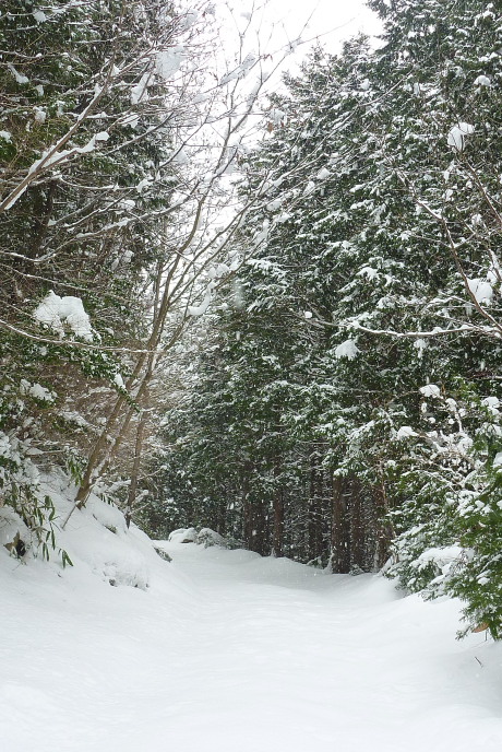 雪の林道